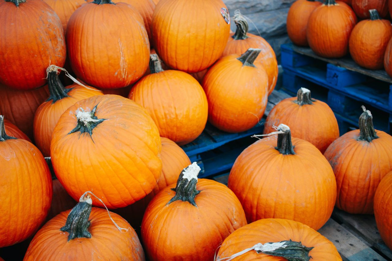 gluten-free-paleo-pumpkin-muffins-twin-waves-twin-waves-wellness-center